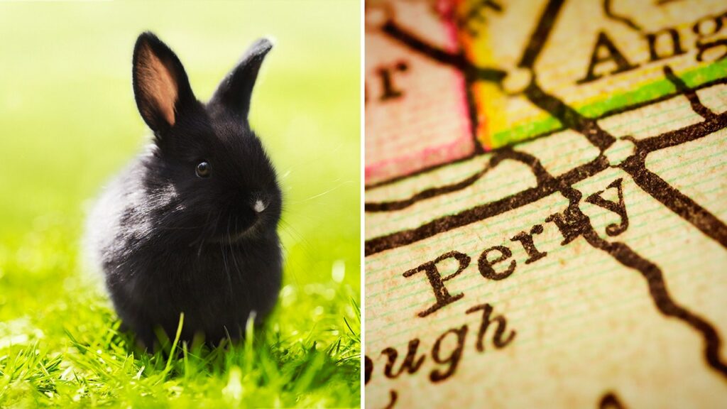 Rabbit running loose in Iowa neighborhood reportedly bites residents: ‚Misunderstood creatures‘