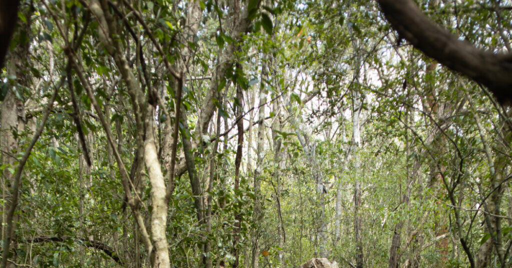 Archaeologists Find Maya Monuments Off the Beaten Path. Way Off.