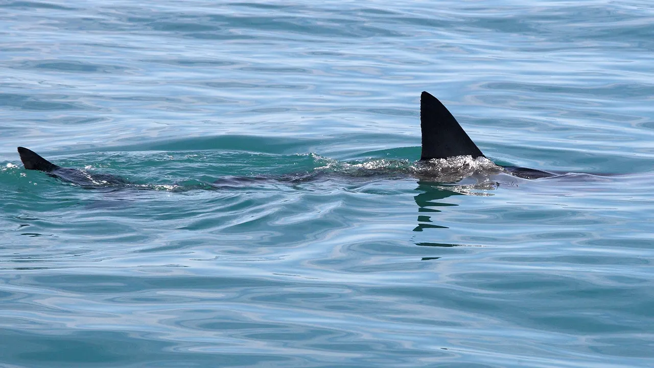 Shark attack first aid steps can save lives, emergency doctor says