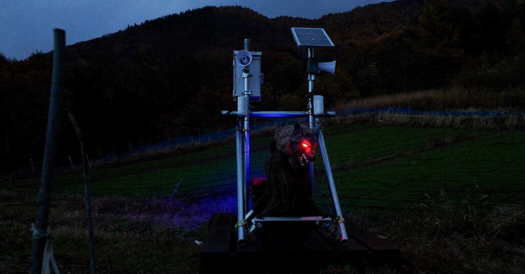 Can Robots Save Japan’s Aging Cherry Blossom Farmers?