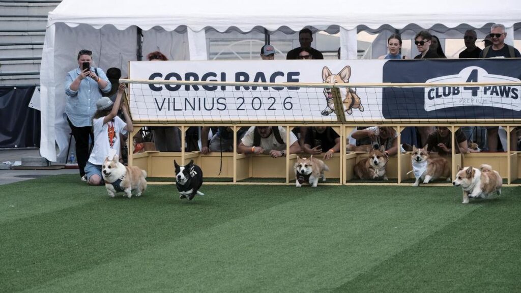 Lithuania's annual corgi race a dog's breakfast