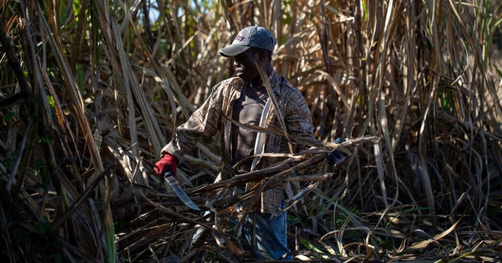 Sugar Importer With Trump Ties Said to Maintain Abusive Labor Practices