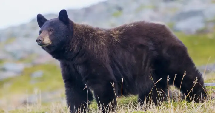 Bear follows man, swipes at him on North Vancouver trail – BC