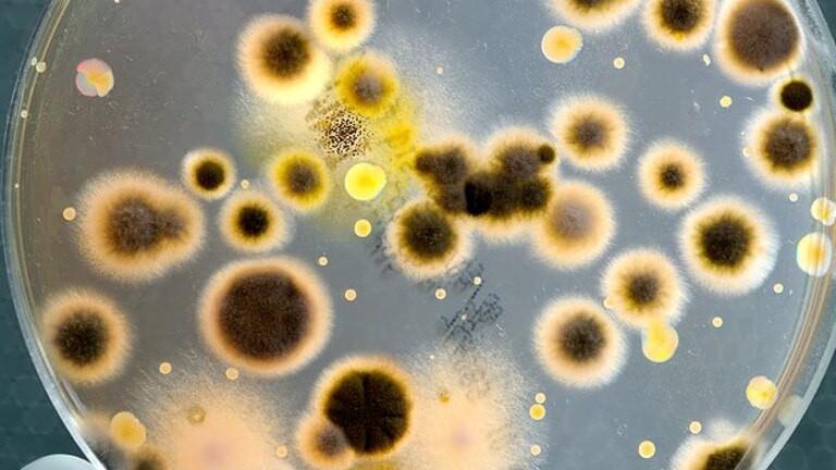 Two children admitted to hospital after contracting bacterial infection from Melbourne petting zoo