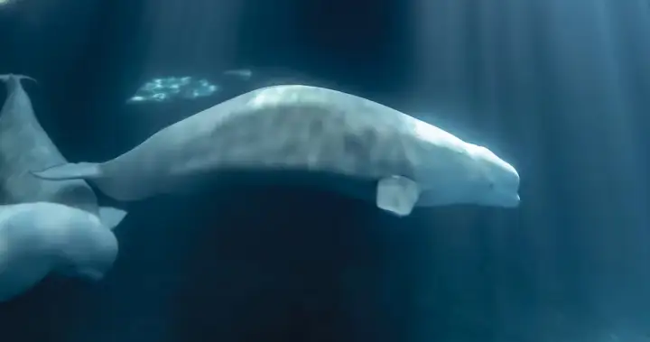 Marineland beluga dies at U.S. aquarium weeks after transfer