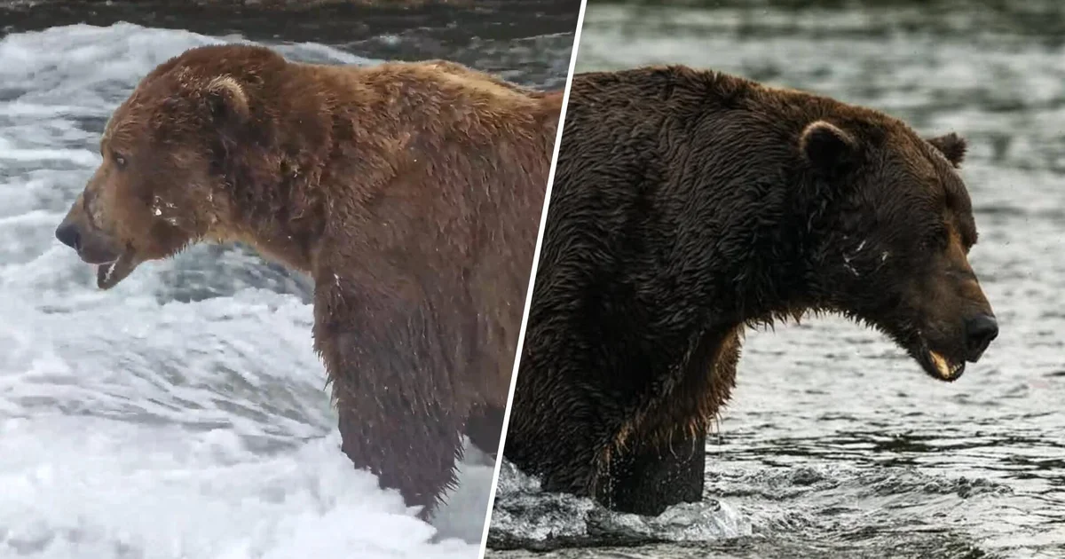 Fat Bear Week 2026 is here: Meet Chunk, Bucky and other contenders