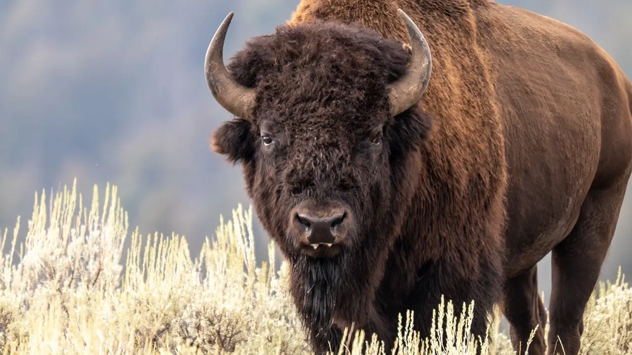 National Park Service director calls Yellowstone’s wild bison recovery an ‚incredible conservation story‘