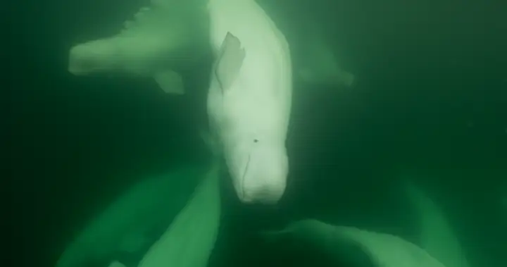 Polar bear, beluga conservation, education in Churchill, Man. – Winnipeg