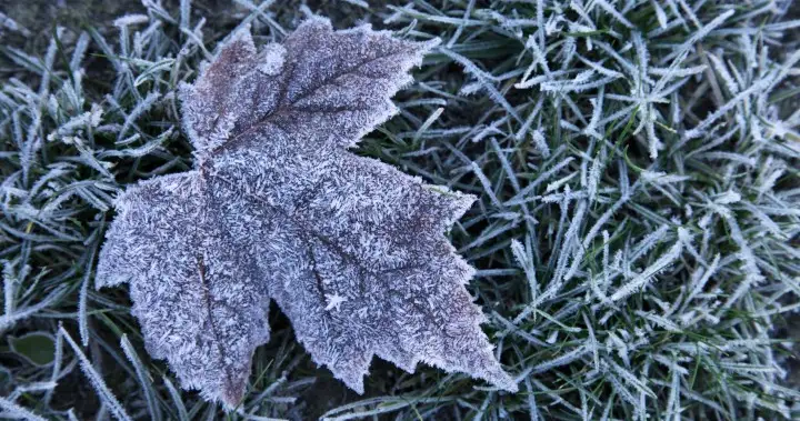 Environment Canada issues overnight frost advisory for Toronto – Toronto