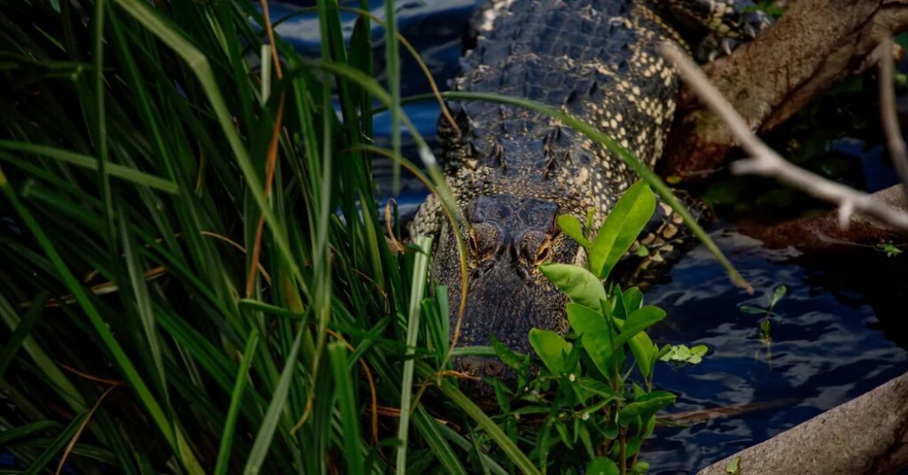 Florida Man Killed by Alligator While Fishing Near Lake Apopka in Winter Garden