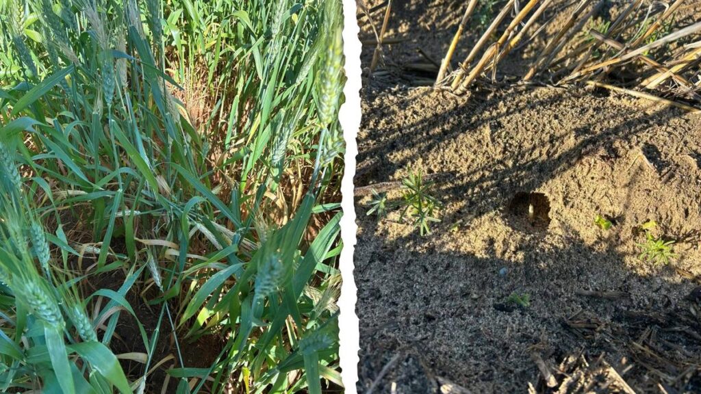 Midwest grain farmers start to feel the impact of persistent mouse activity through the growing season