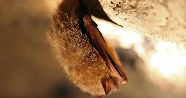Non-profit asks Nova Scotians to ‘adopt’ a bat as part of conservation efforts – Halifax