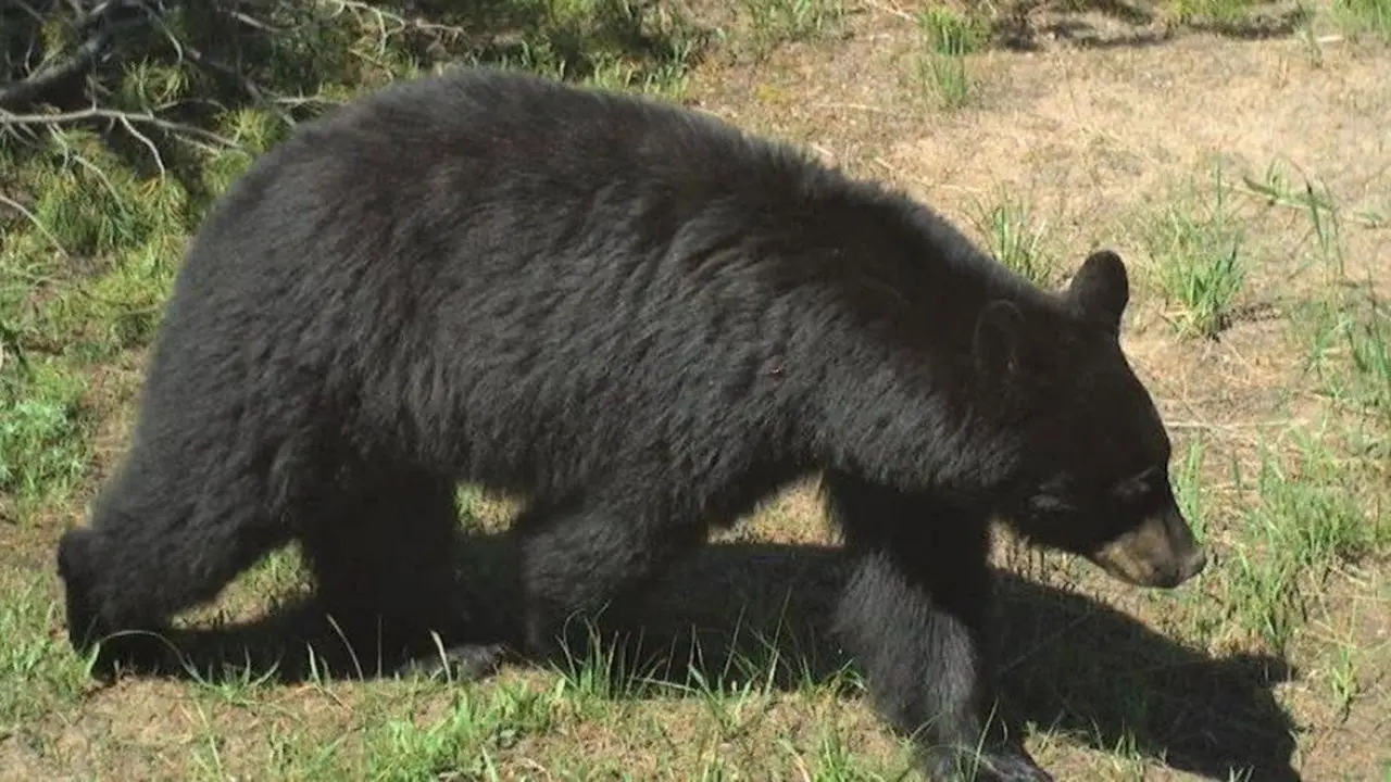 Idaho bear attack injures 2 outside home, one airlifted to hospital