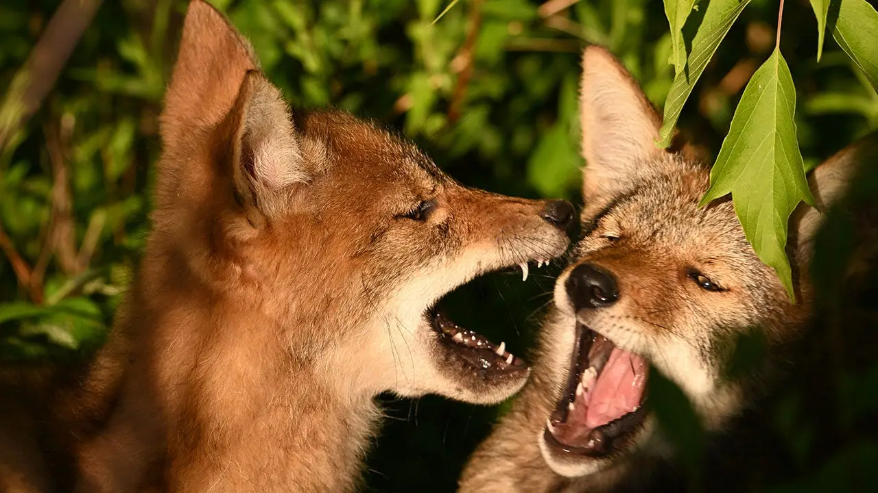Coyotes choose the front of a couple’s Southern California cabin for an early morning scrap