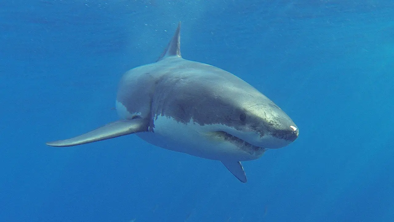 Shark attack survivor says as he was trying to poke its eye, the shark winked at him, then bit his leg off
