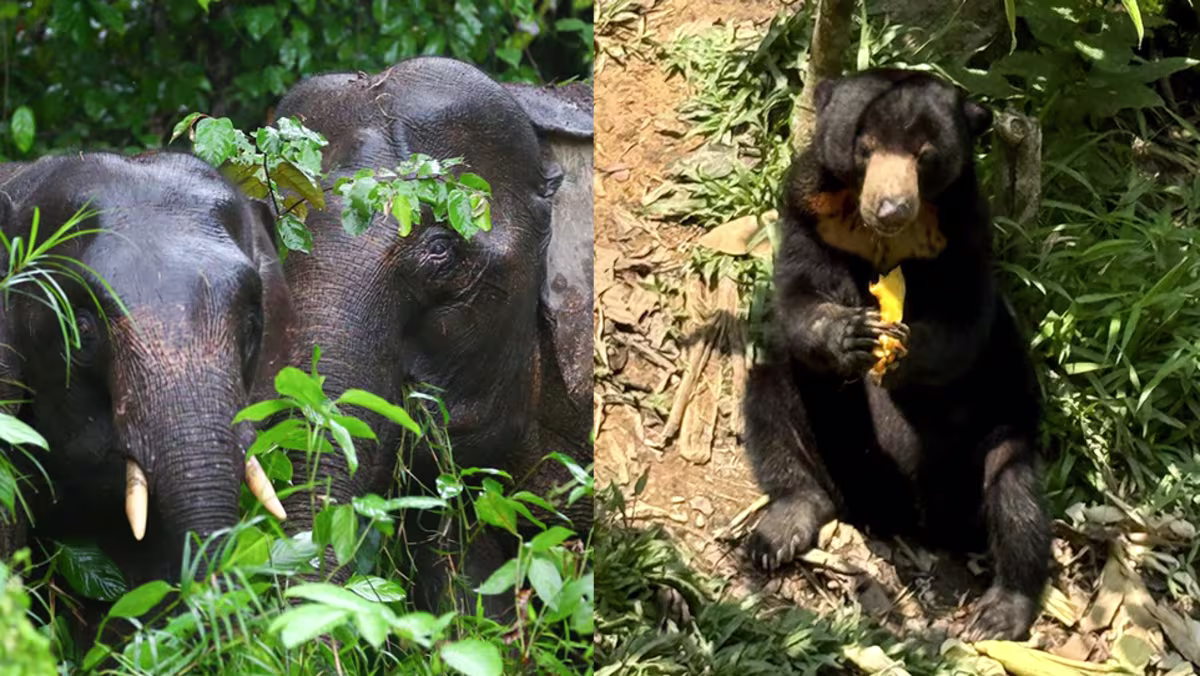 Why Sandakan should be on your Sabah travel list: Pygmy elephants, orangutans and UFO tarts