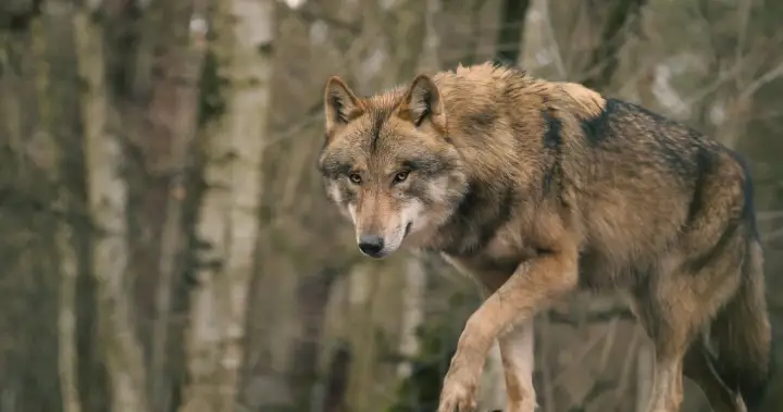 Wolf attack in northern Saskatchewan injures contractor